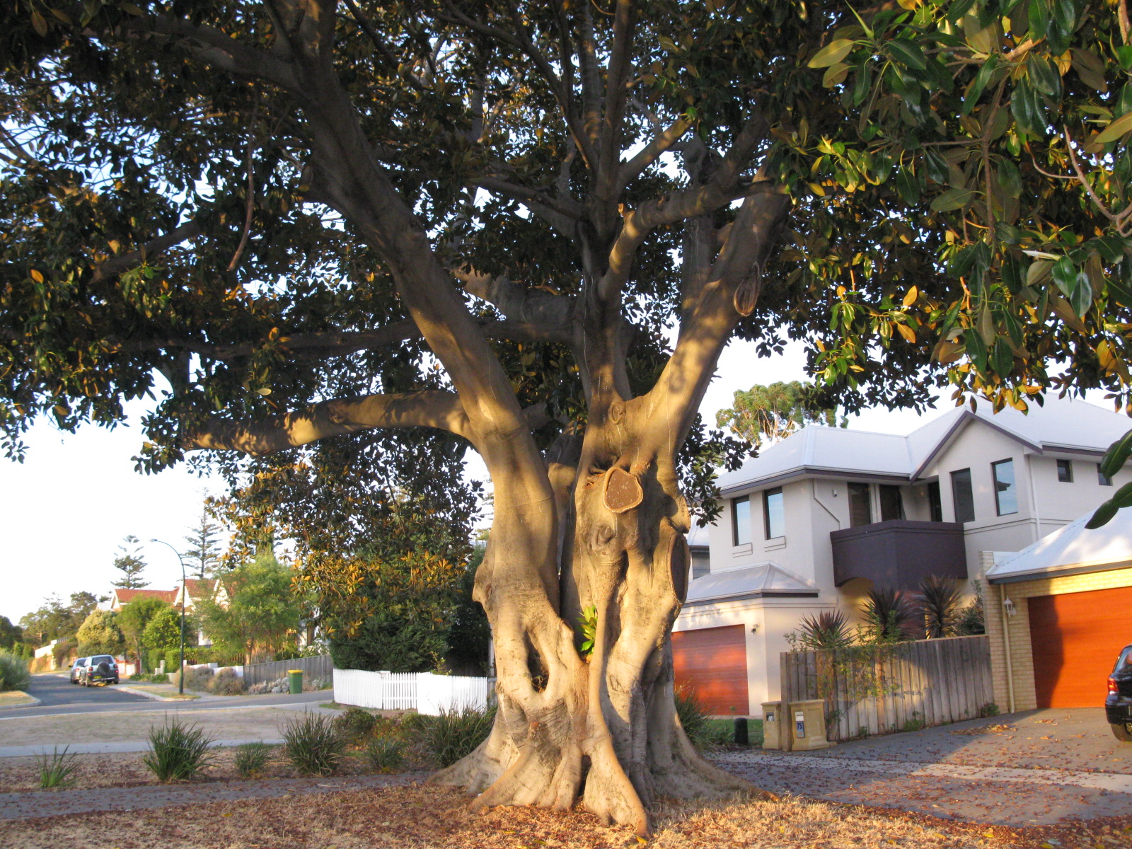 Fig Tree Gone