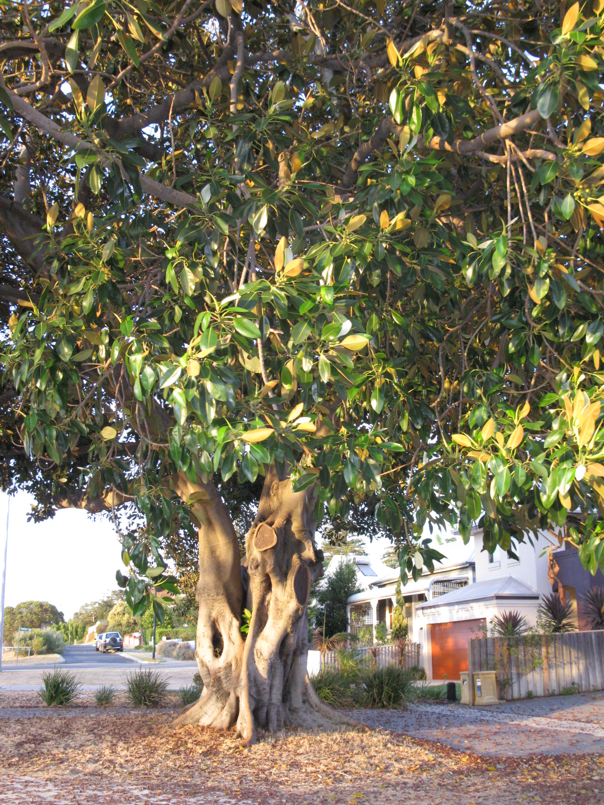 Fig Tree 3