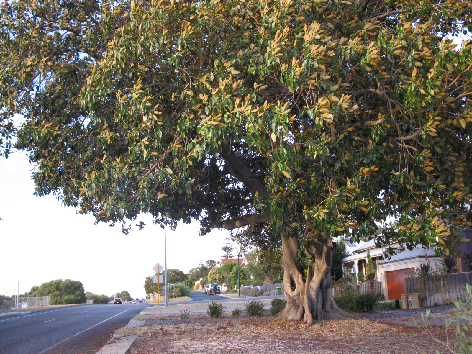 Fig Tree 2